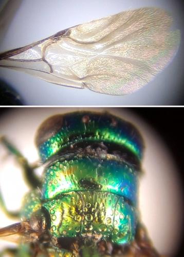 Réf. 240 245 : Pseudomalus pusillus